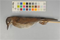 藏品(白腹鶇)的圖片